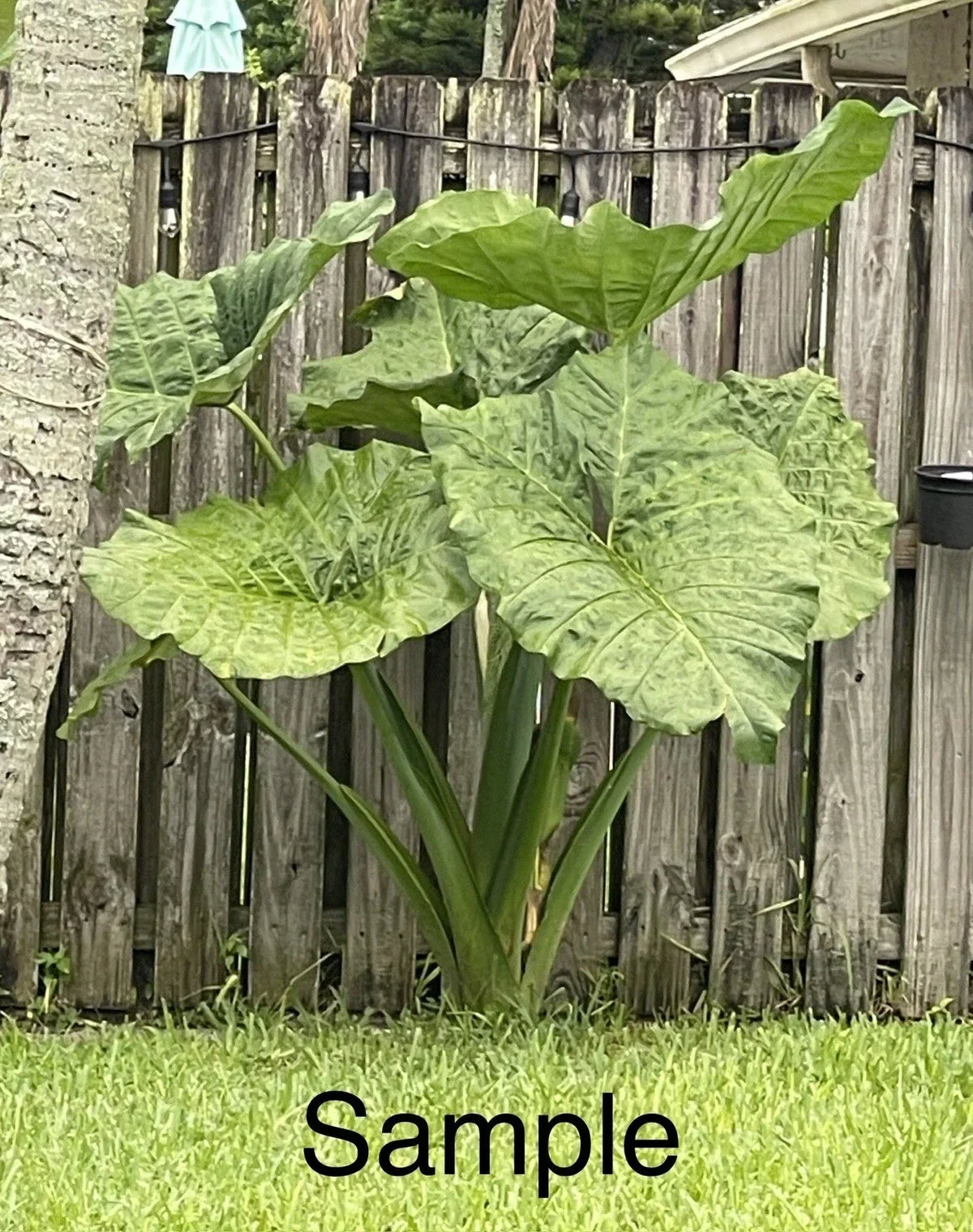 Giant Taro Plant 10 Bare Roots Colocasia Elephant Ear Tropical Foliage Perennial Garden Plants Ready to Plant