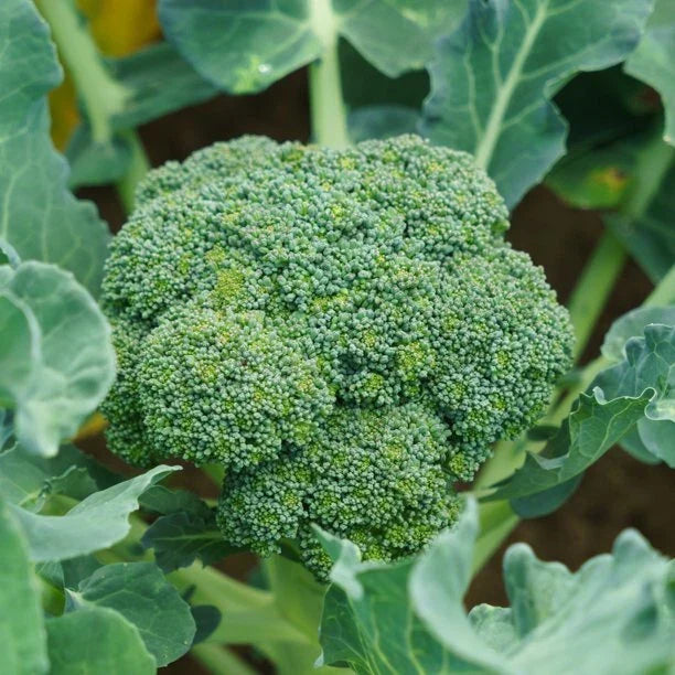 Green Sprouting Broccoli Seeds | 100 Seeds | Brassica oleracea var. italica | Non-GMO, Easy to Grow, Nutrient-Rich