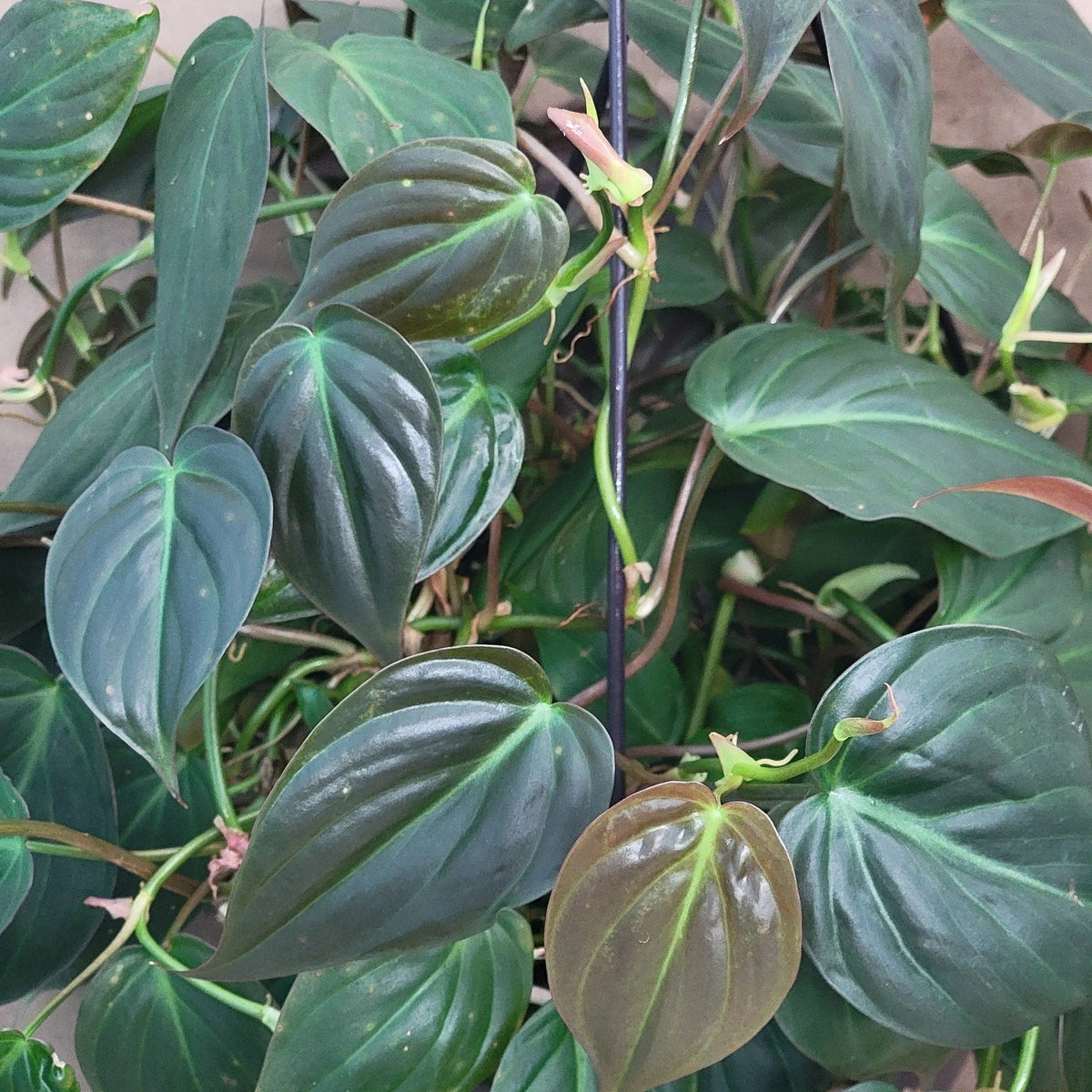 Philodendron Micans Houseplant - 6" Pot - Velvet Green Vining Plant - Philodendron hederaceum var. micans - Easy Care Indoor Plant