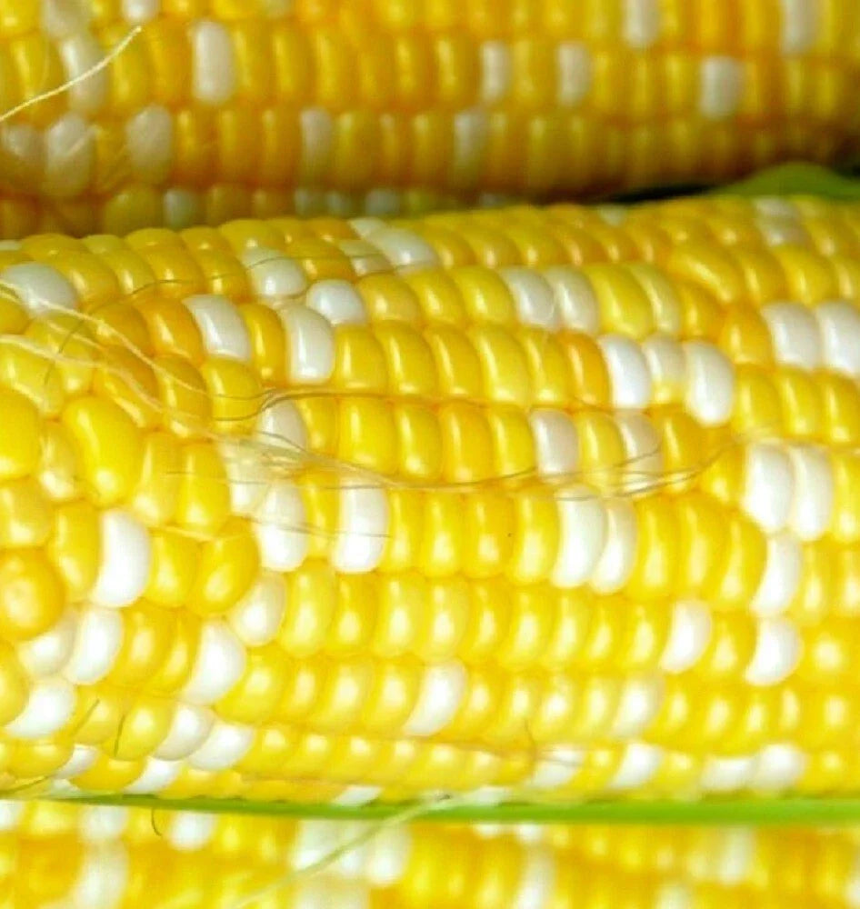 Peaches & Cream Corn Seeds | Hybrid Vegetable Seeds | Sweet Yellow & White Kernels | Zea mays