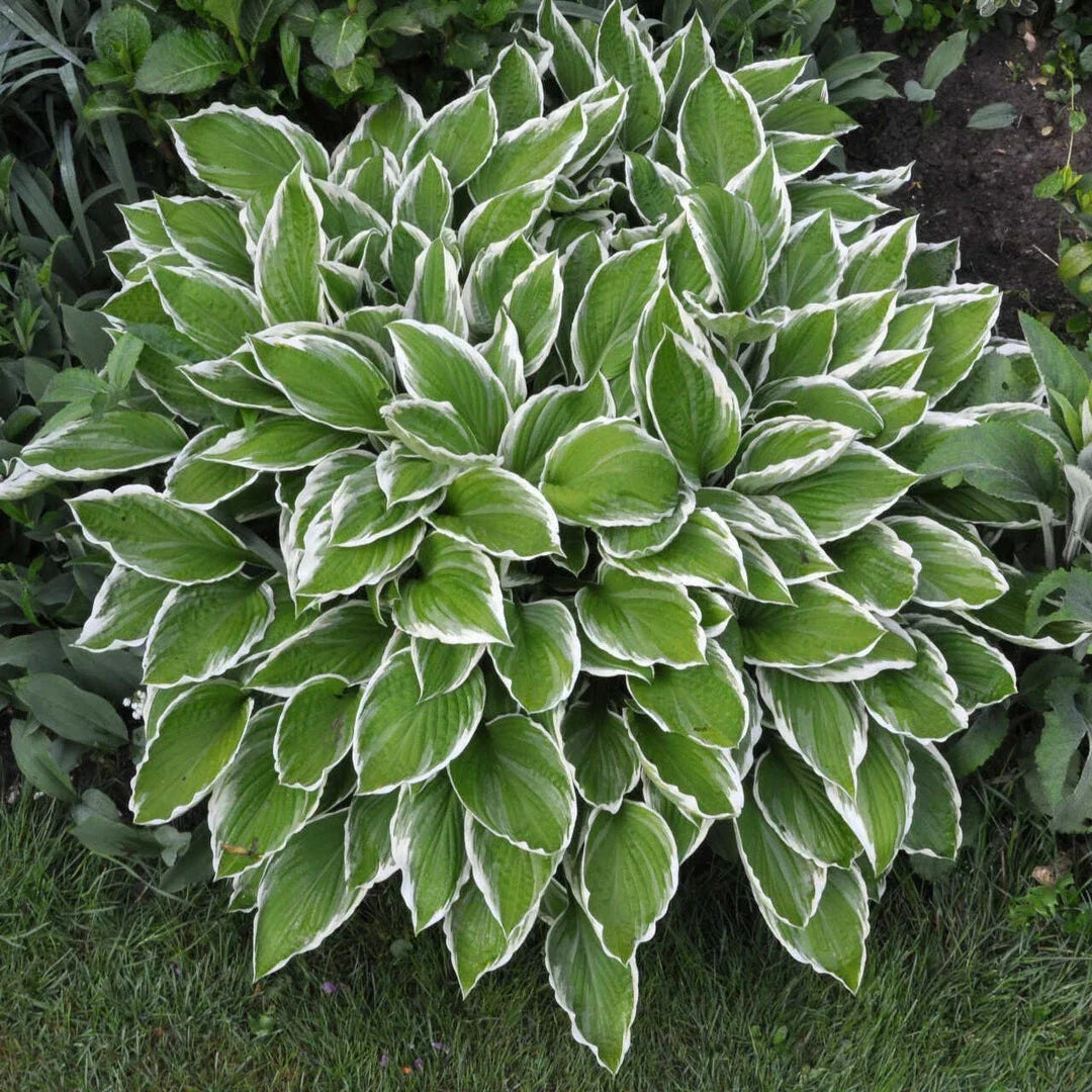 Crowned Imperial Hosta Live Plant 6+ Inches - Dark Green Leaves & Lavender Flowers - Hosta plantaginea