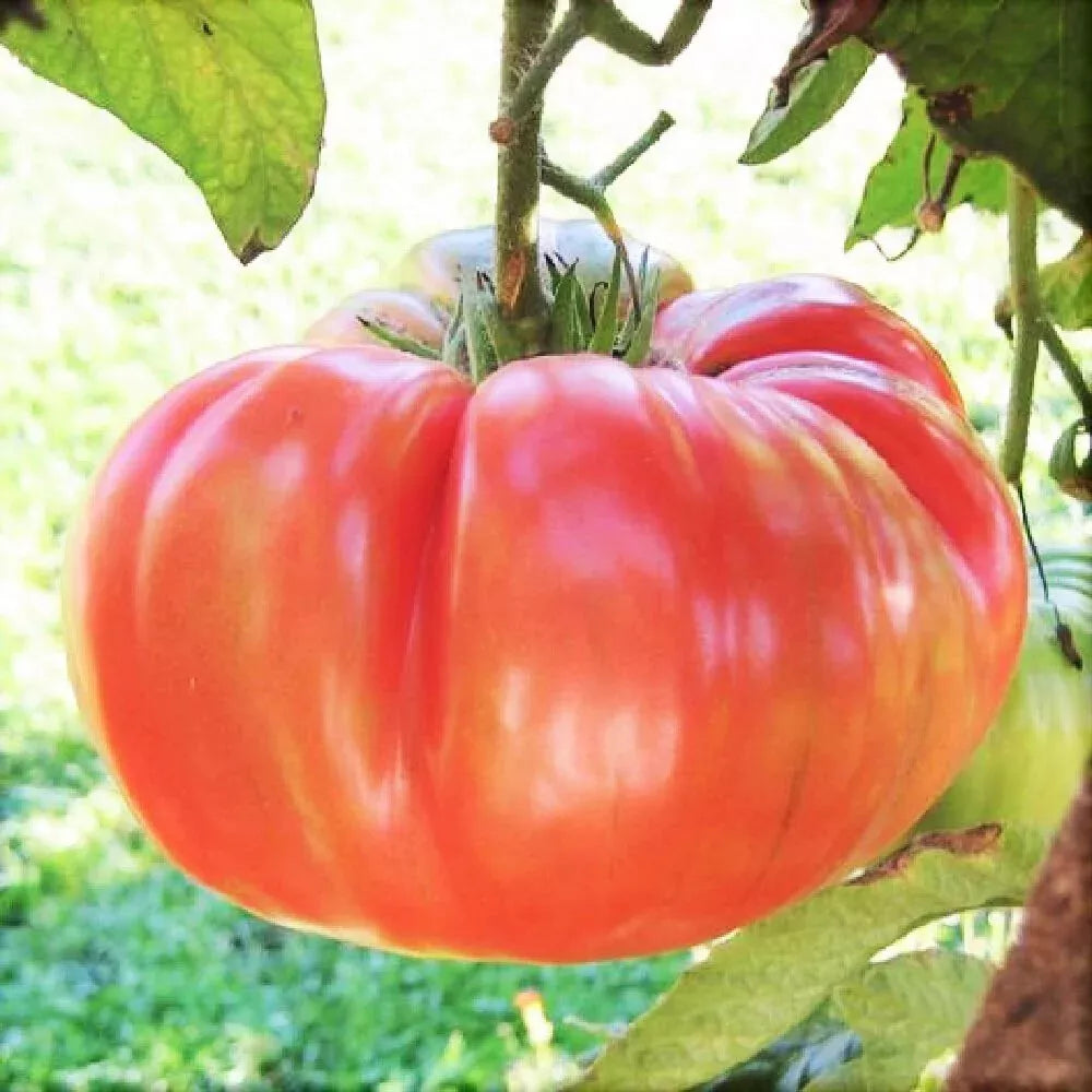 Ponderosa Pink Tomato Seeds - Heirloom NON-GMO Bulk - Solanum lycopersicum - Large Juicy Pink Fruits for Home Gardening