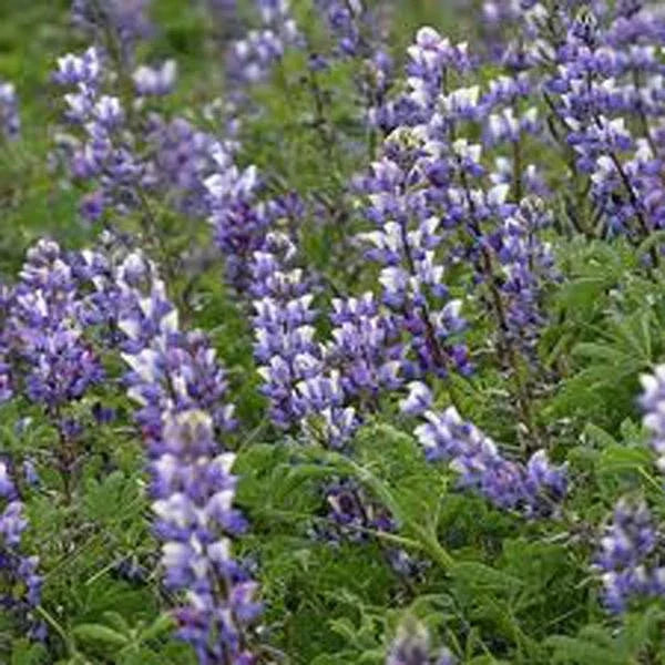 Arroyo Lupine Seeds - 25+ Purple Flower Seeds - Lupinus Succulentus - Drought-Tolerant California Native Plant