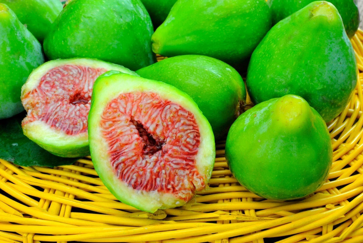 Desert King Fig Cuttings - 5 Unrooted Cuttings - Ficus carica - Hardy to 5°F - Easy to Root for Home Garden