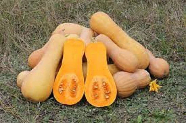 Heirloom Seeds Pack of 25 Waltham Butternut Winter Squash Non-GMO Organic Cucurbita moschata for Home Gardening