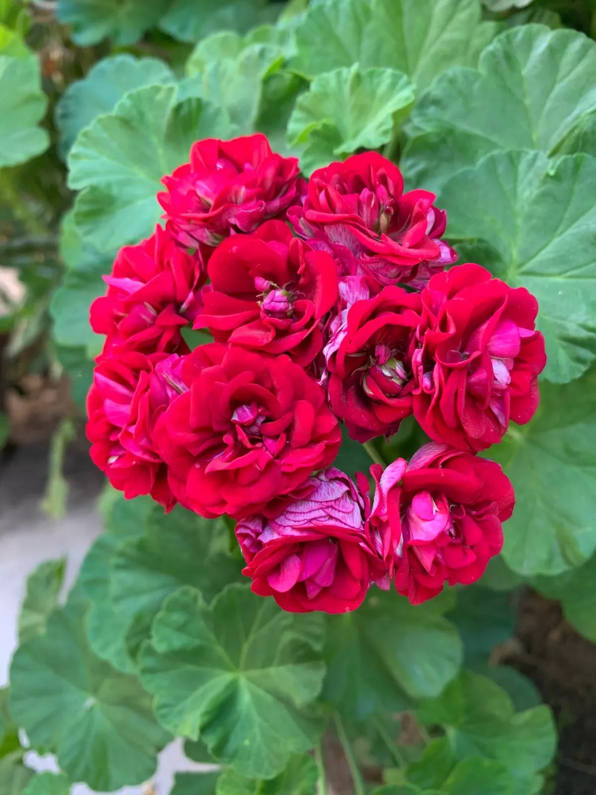 Double Red Geranium Cuttings - 4 Fresh Pelargonium x hortorum for Planting - Vibrant Indoor/Outdoor Flowers