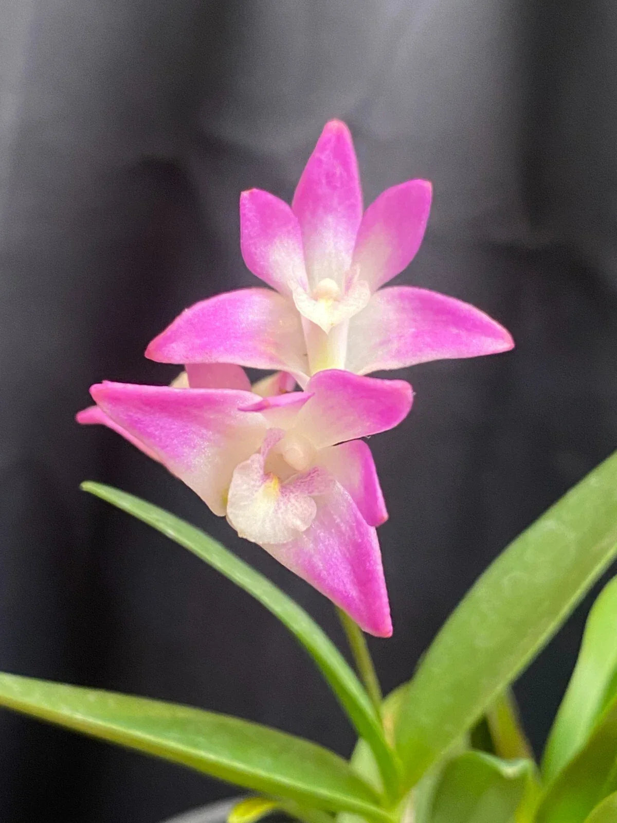 Dendrobium Orchid Plant 4" Pot Fragrant Pink Rock Orchid Dendrobium kingianum Blooming Size Easy Care for Beginners