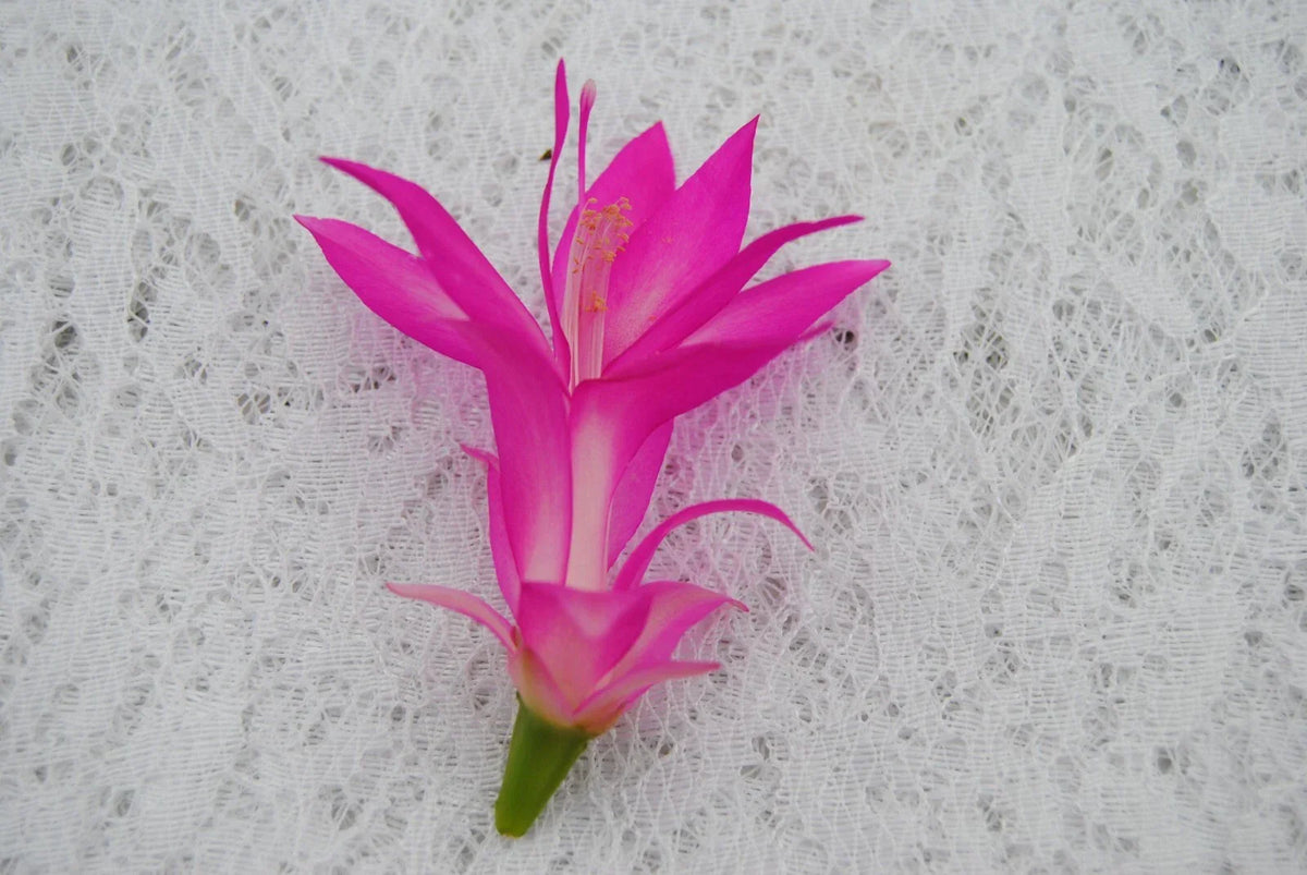 Christmas Cactus Starter Plant - Small Holiday Splendor - Schlumbergera Truncata - Well-Rooted Indoor Plant
