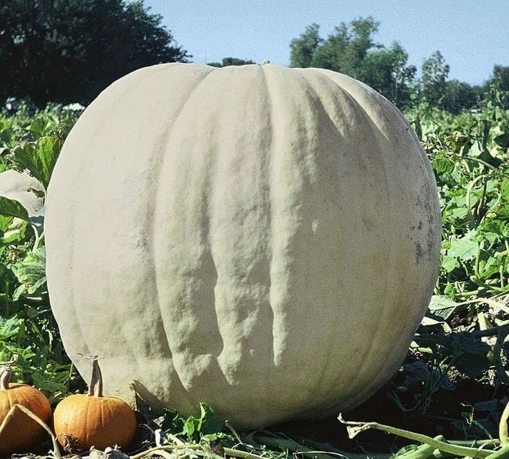 Giant Pumpkin Seeds - 10 Seeds - Show Winner White - Cucurbita pepo - Easy to Grow for Fall Decor & Competitions