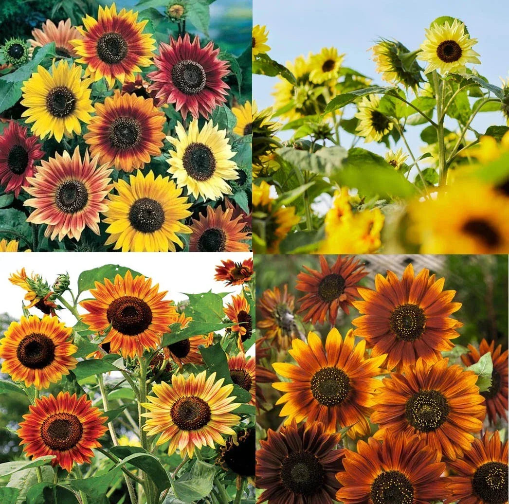 Tall Sunflower Seeds - Mixed Colors - Branching Variety - 250 Seeds - Helianthus annuus - Attracts Bees & Finches
