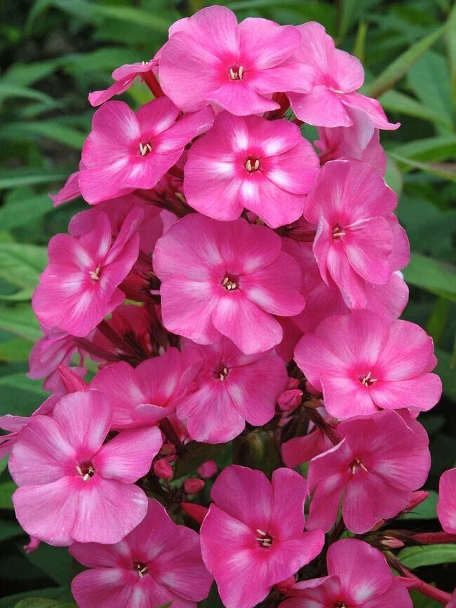 Bubblegum Pink Phlox Seeds - 100+ Pack - Phlox paniculata - Vibrant Pink Flowers for Garden Planting - USA