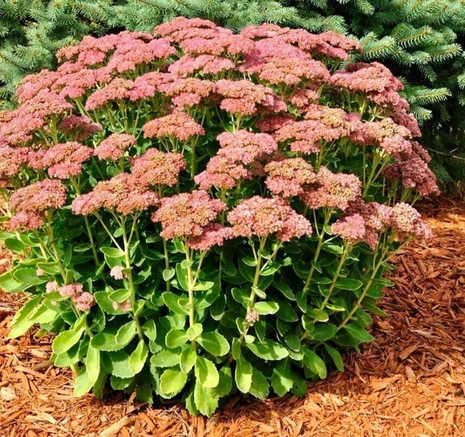 Autumn Sedum Bare Root Plant - Cold & Heat Resistant Stonecrop, Fast-Growing Perennial, Sedum spectabile for Garden