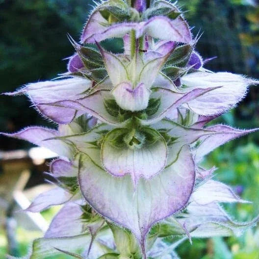 Clary Sage Seeds 30 Count - Bluish-White - Easy to Grow Herb - Salvia sclarea - Aromatic Plant for Garden & Culinary Use