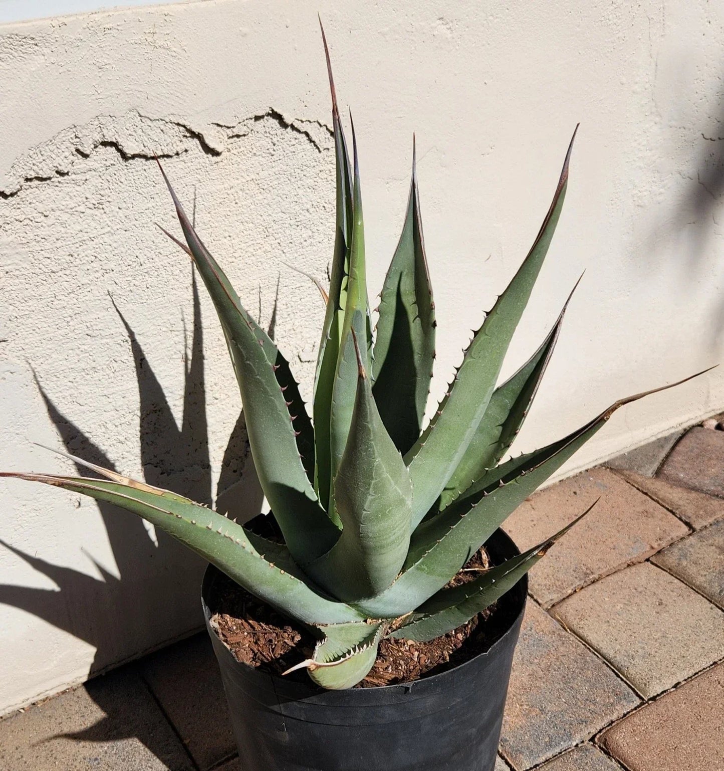 Agave Cerulata Live Rooted Plant | Baja California Succulent | Drought-Tolerant | Agave cerulata