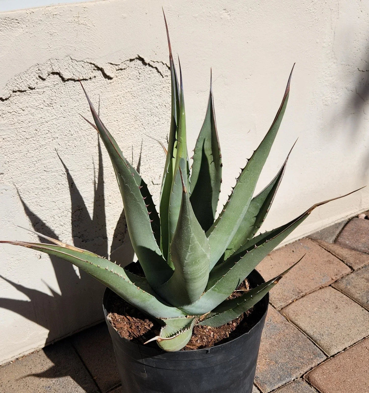 Agave Cerulata Live Rooted Plant | Baja California Succulent | Drought-Tolerant | Agave cerulata