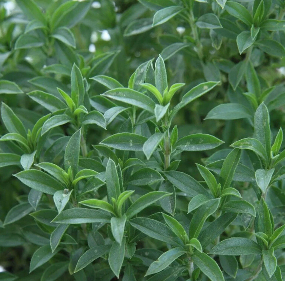 Summer Savory Seeds 500+ Pack Culinary Herb Satureja hortensis, Aromatic Flavor for Cooking, Easy to Grow
