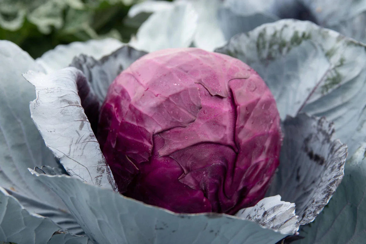 Red Acre Cabbage Seeds - Non-GMO Heirloom Vegetable - Brassica Oleracea Variety for Home Gardening - 250 Seeds Packet