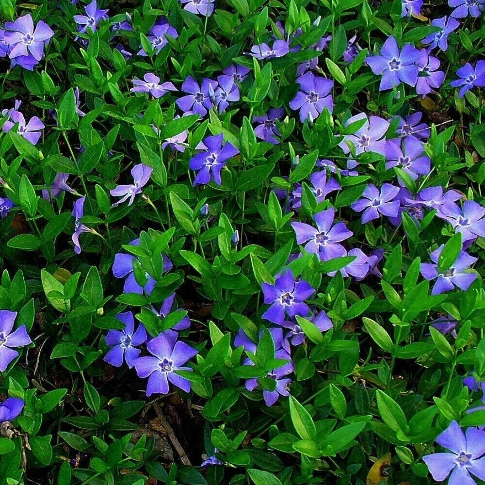 25 Vinca Minor Periwinkle Ground Cover Plants, Evergreen Creeping Myrtle, Low-Maintenance Perennial, Vinca minor
