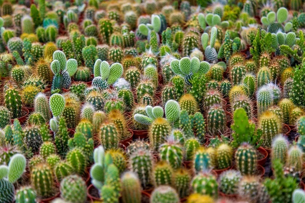 Cacti Seeds Mix - 50+ Exotic Varieties - Perfect for Indoor Gardening - Various Species - Ships from Iowa, USA