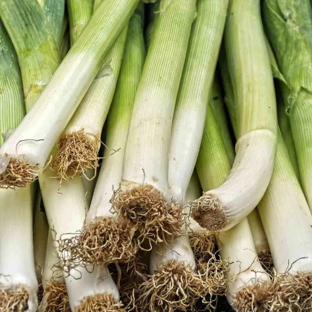 Leek Seeds Packet 250+ American Flag Allium Culinary Cooking Garden Seeds, Allium ampeloprasum