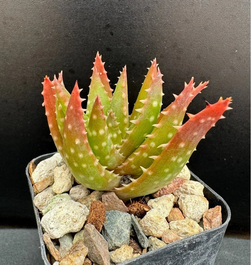 Aloe Plant 2" Pot Rare Succulent Crosby's Prolific Aloe cv. 'Crosby's Prolific' | Drought-Resistant, Low Maintenance