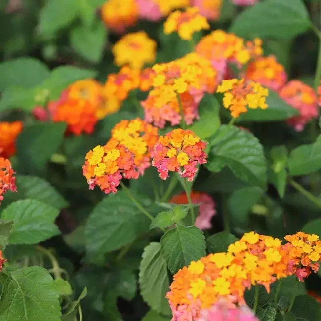 Orange Lantana Live Rooted Plant - Bright Orange Blooms - Lantana camara - Drought-Tolerant Perennial for Garden