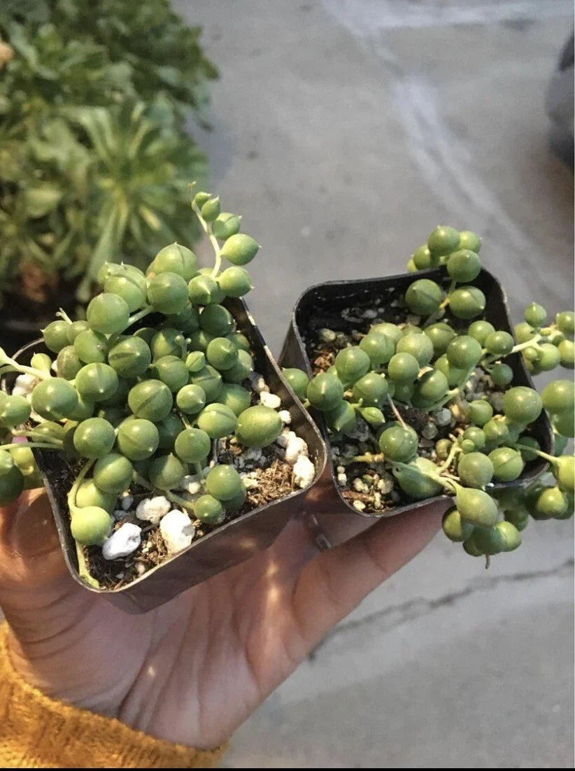 String of Pearls Succulents 2" Pots 2-Pack Senecio Rowleyanus Green Indoor Plants for Home Office Decor