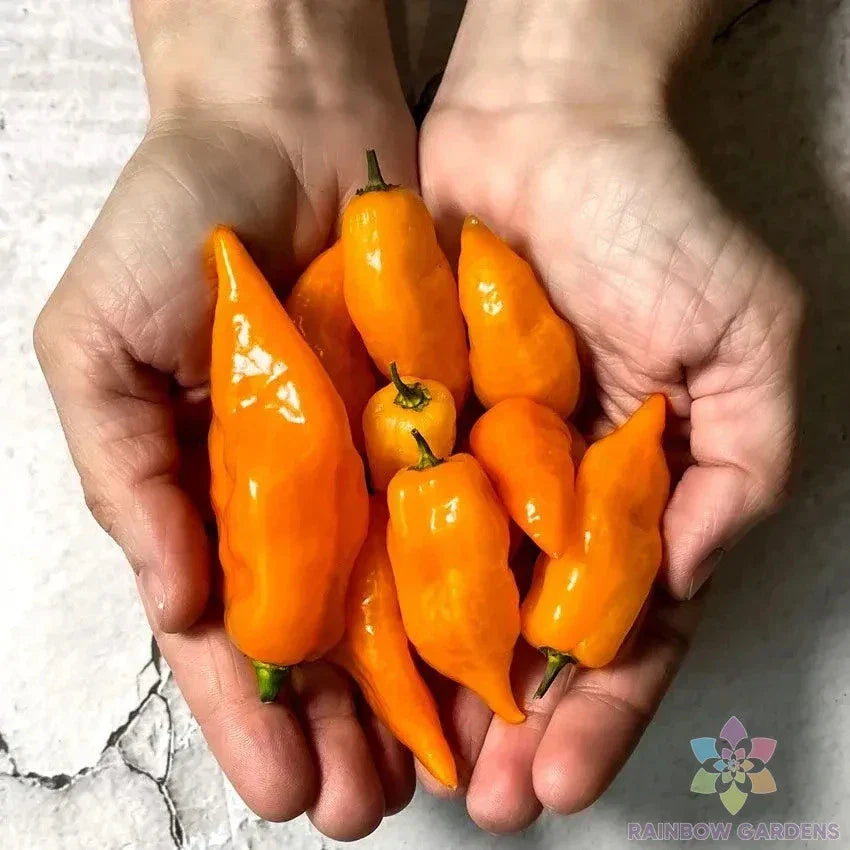 Habanada Sweet Pepper Seeds - 25+ Pack - Capsicum baccatum - Non-GMO, Ideal for Garden Planting, Yellow to Orange Peppers