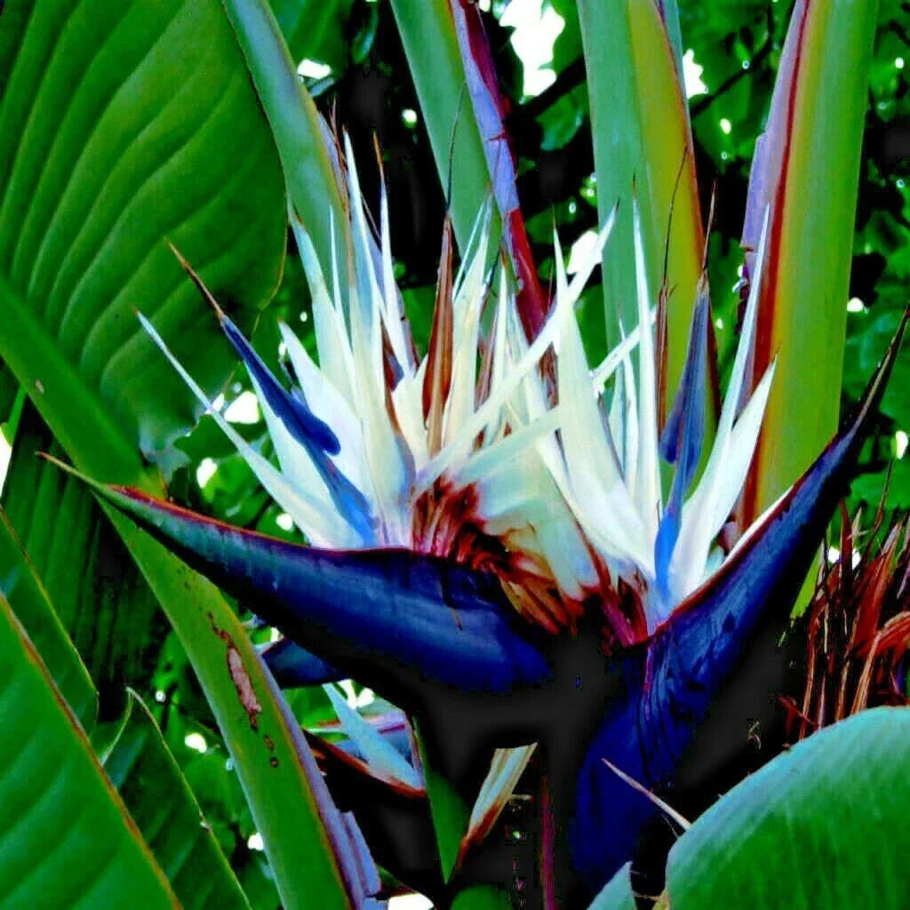Giant White Bird of Paradise Seeds - Strelitzia nicolai - Tropical Flower Seeds for Garden & Landscaping