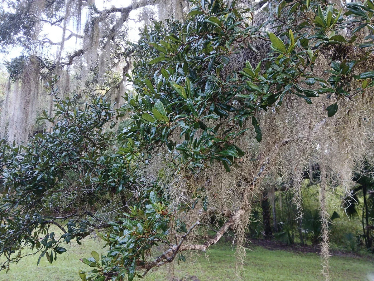 Rooted Live Oak Trees 12"-18" | TX Florida Variety | Quercus virginiana | Ideal for Landscaping and Garden Gifts