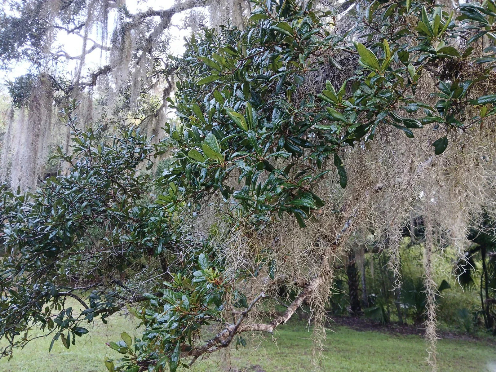 Rooted Live Oak Trees 12"-18" | TX Florida Variety | Quercus virginiana | Ideal for Landscaping and Garden Gifts
