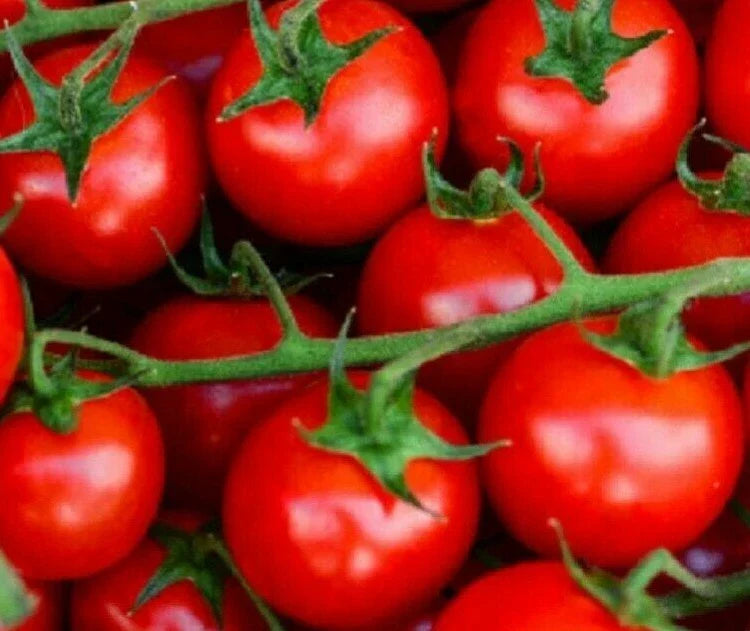 Large Red Cherry Tomato Seeds - 100+ Count, Indeterminate Variety, Solanum lycopersicum, Heirloom Garden Vegetables