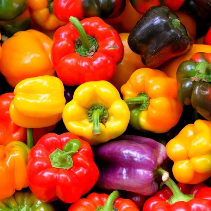 Rainbow Mix Bell Pepper Seeds - Heirloom Red, Green, Orange - Capsicum annuum - 25 Seed Packet for 2025 Planting