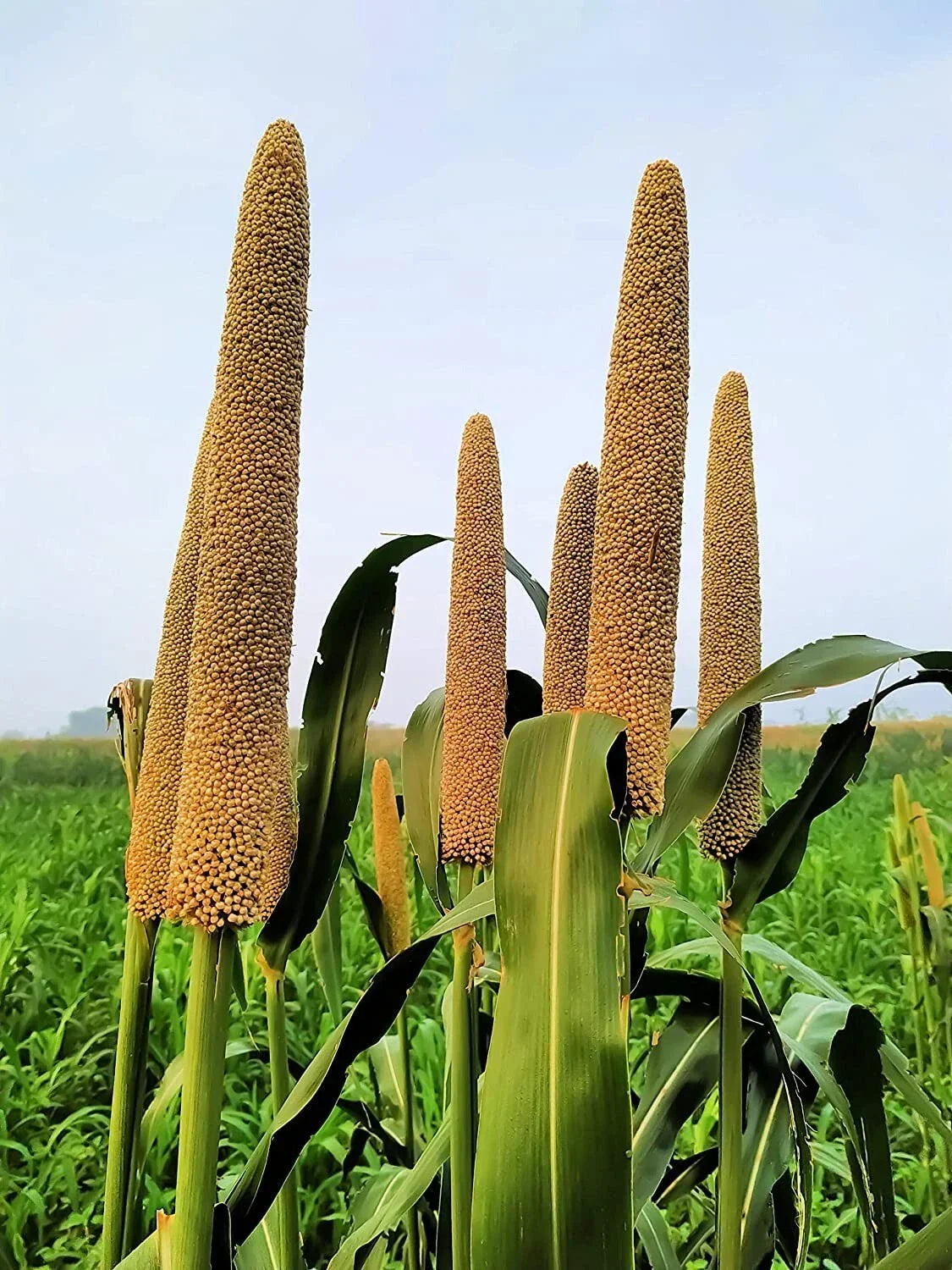 Pearl Millet Grass Seeds - Ornamental Variety, Drought-Resistant, Fast-Growing, Pennisetum glaucum for Planting