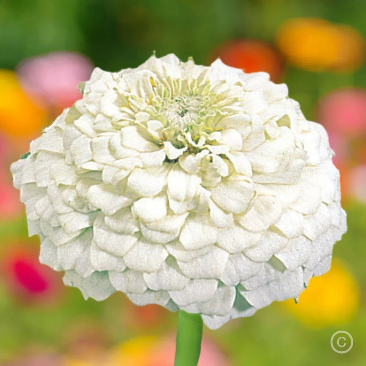 White Zinnia Seeds - 100+ Polar Bear Double Flowered - Attracts Bees, Butterflies - Zinnia elegans