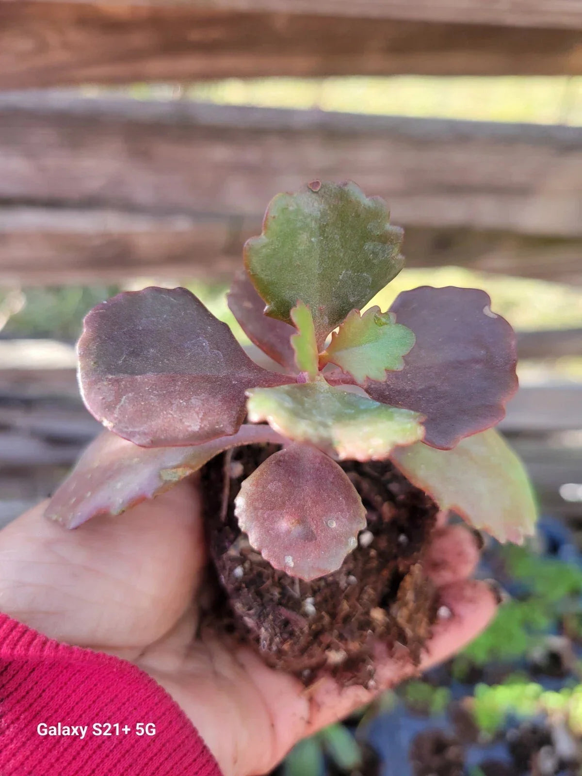 Kalanchoe Fedtschenkoi Succulent Plant - 2.5 Inch Lavender Scallops - Indoor Houseplant - Low Maintenance Succulent