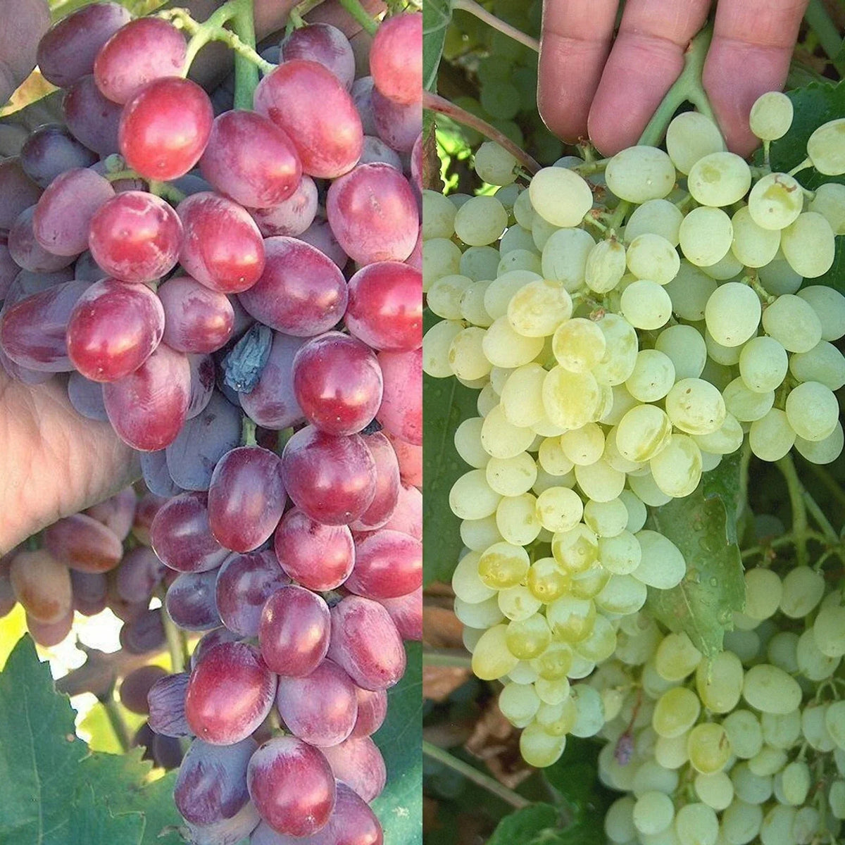 Crimson Thompson Vine Bare Root Plant - Seedless Table Grape - Vitis vinifera for Home Garden and Trellising