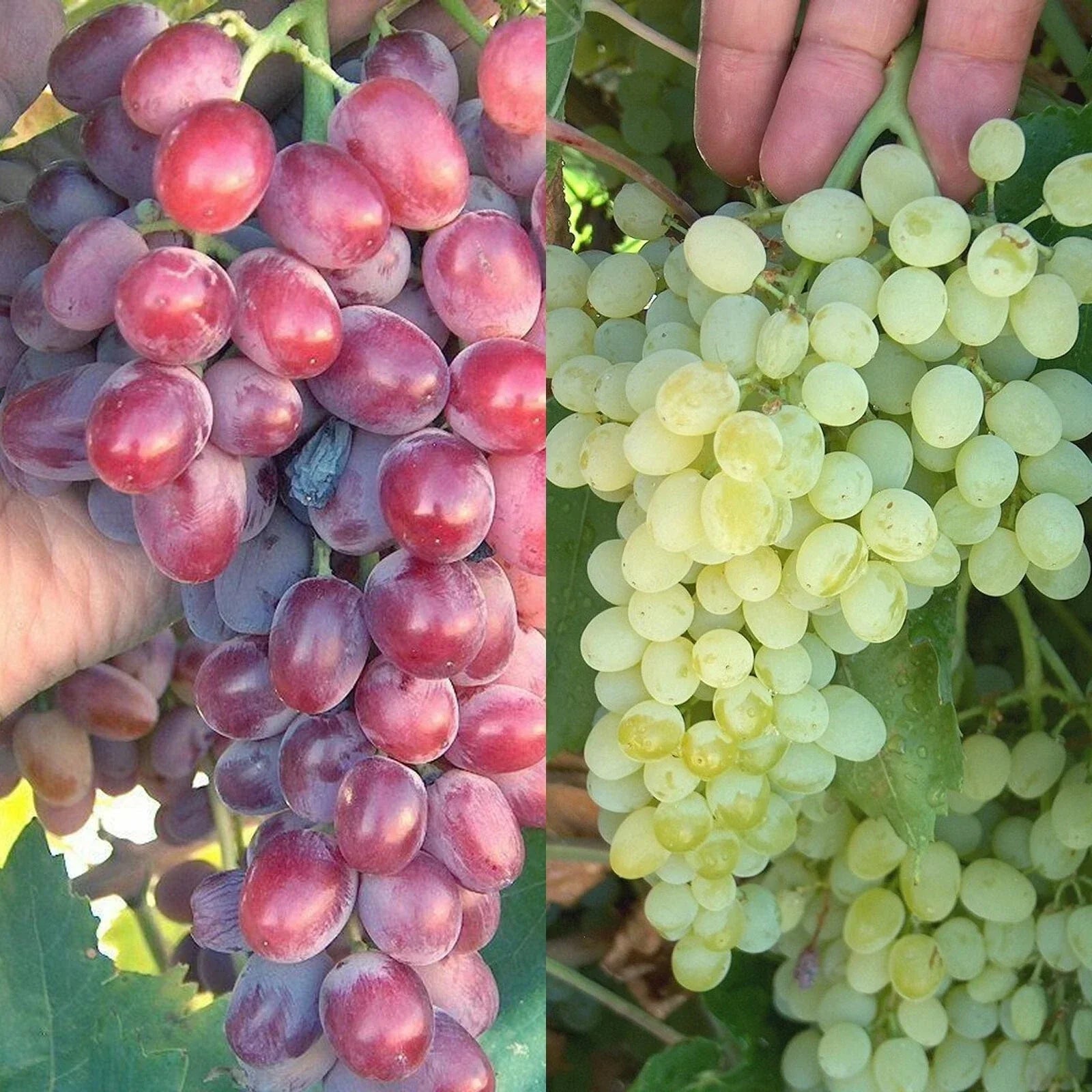 Crimson Thompson Vine Bare Root Plant - Seedless Table Grape - Vitis vinifera for Home Garden and Trellising