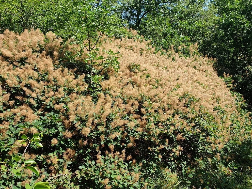 Cotinus Coggygria Smokebush Seeds - Brown Ornamental Plant Seeds - Smoke Tree for Garden - Hardy & Easy Care