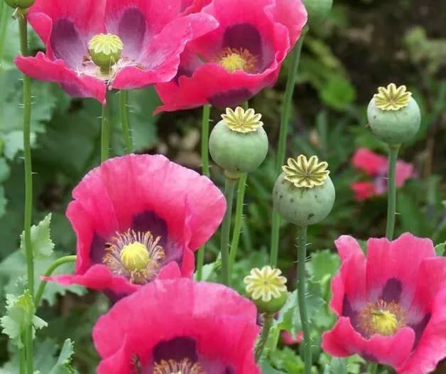 Exotic Poppy Seeds Packet, 200 Seeds, Easy to Grow Papaver somniferum, Colorful Blooms for Garden, Attracts Pollinators