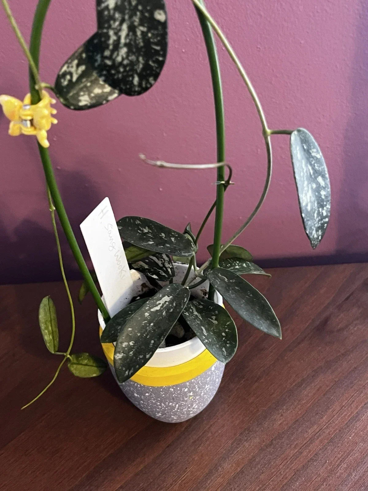 Hoya Cutting - Sungwookii Variety - Tropical Houseplant - Hoya spp. - Easy Care, Waxy Foliage, Air-Purifying Plant