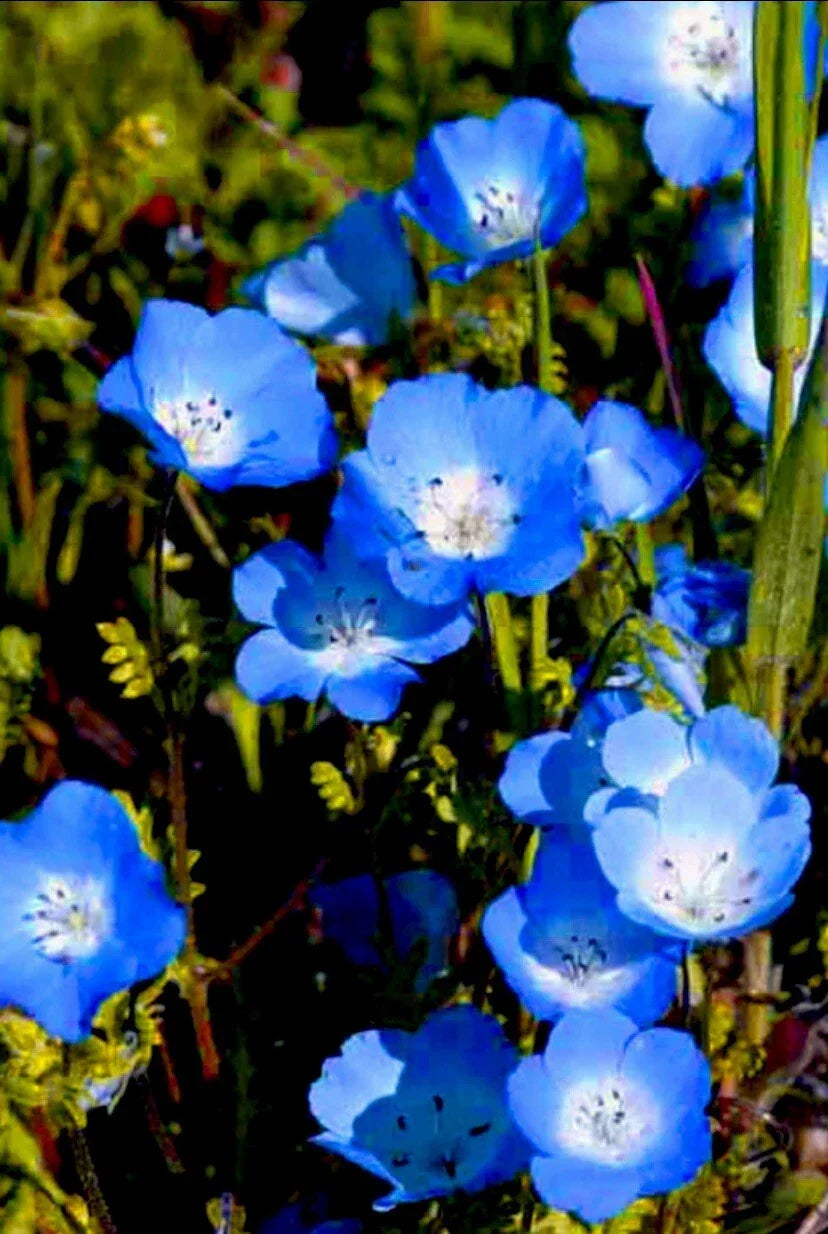 Baby Blue Eyes Flower Seeds - 100 Count - Easy to Grow, Drought Tolerant - Nemophila menziesii - Vibrant Blue Blooms