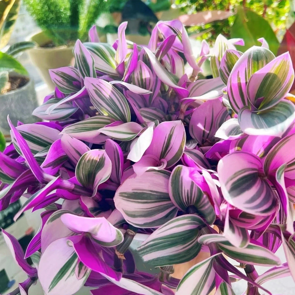 Tradescantia Nanouk Cuttings - 3 Unrooted 3”-4” Pink Variegated Wandering Jew - Indoor Houseplant Decor - Tradescantia albiflora 'Nanouk'
