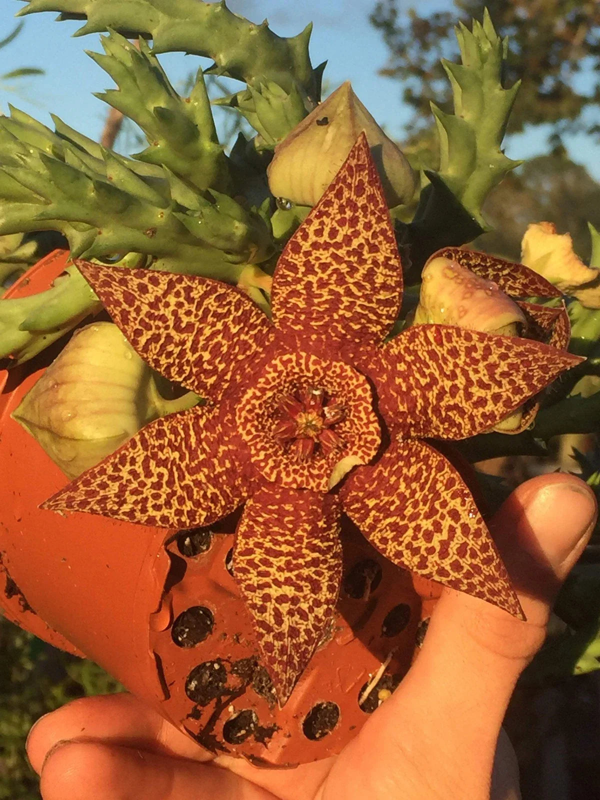 Orbea Lepida Potted Plant 3.5" - Unique Succulent with Star-Shaped Flowers - Stapelia Lepida - Easy Care Home Decor