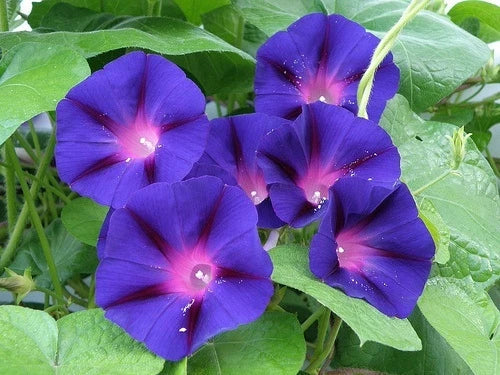 Grandpa Ott Morning Glory Seeds - 25 Pack - Vibrant Purple Climbing Vines - Ipomoea purpurea - Easy to Grow Flower Seeds