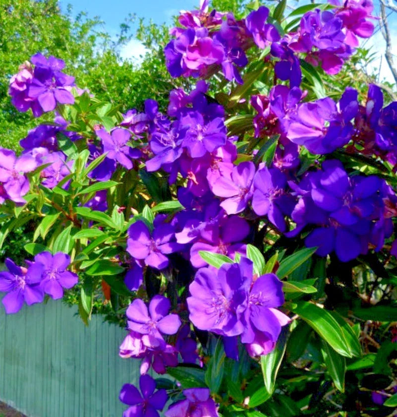 Tibouchina Athens Live Plant - 4-8" Fragrant Purple Shrub - Tibouchina urvilleana - Tropical Flowering Plant, No Pot