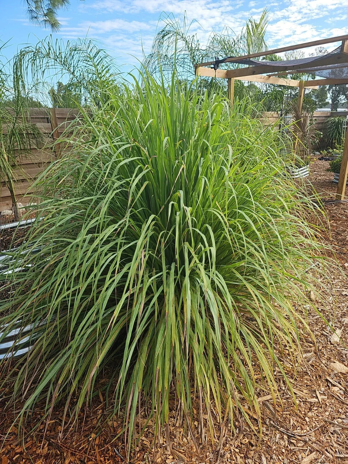 Organic Lemongrass Stalks Plugs - 10 Count Cymbopogon Sereh - Fresh Culinary Herb for Gardening and Cooking