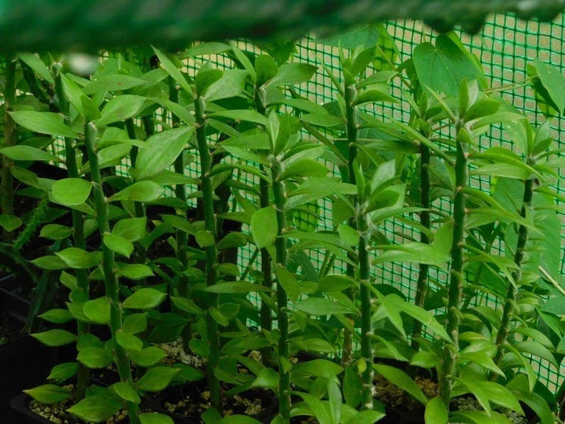 Pereskiopsis Spathulata Cactus Cuttings - 5 Pack, 6 Inch Grafting Stock for Propagation and Grafting Projects