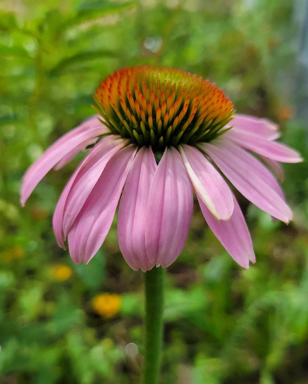 Purple Coneflower Seeds | 25 Count | Echinacea Purpurea | Florida Native | Medicinal Garden Plant