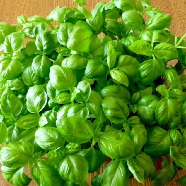 Basil Seeds 500 Pack Genovese Sweet Non-GMO Ocimum basilicum for Pesto Cooking